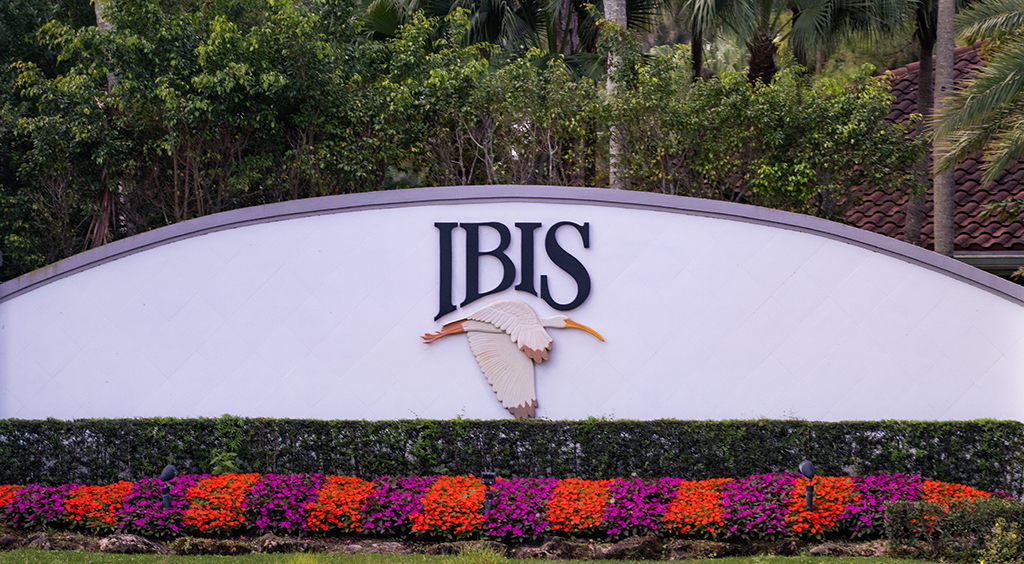 Ibis